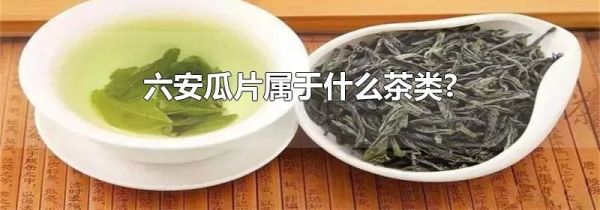 六安瓜片属于什么茶类?
