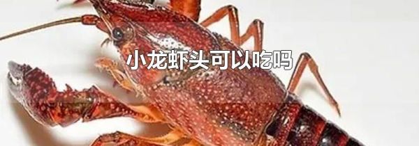 小龙虾头可以吃吗