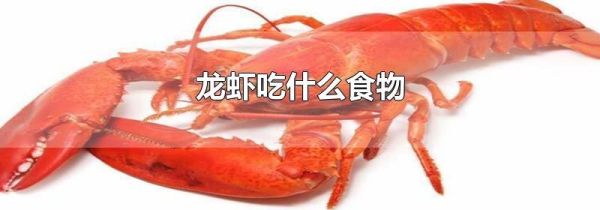 龙虾吃什么食物