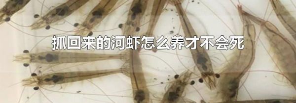 抓回来的河虾怎么养才不会死