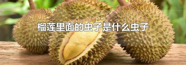 榴莲里面的虫子是什么虫子