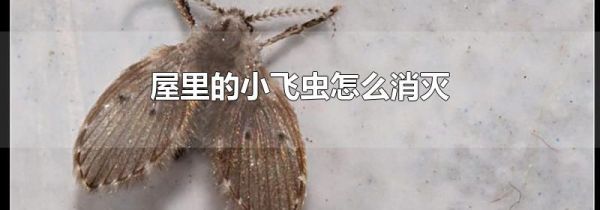屋里的小飞虫怎么消灭