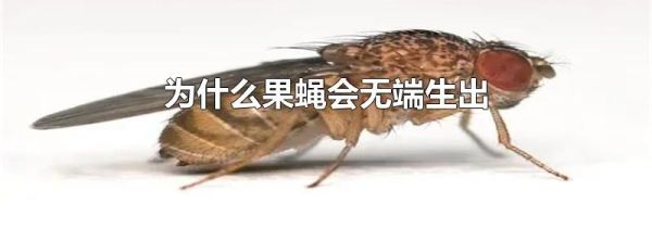 为什么果蝇会无端生出