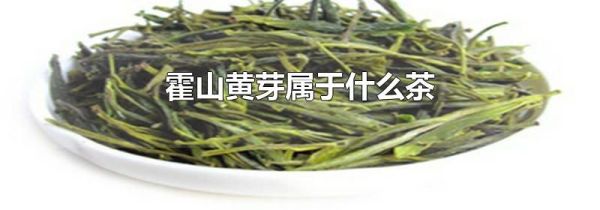 霍山黄芽属于什么茶