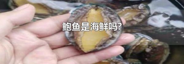 鲍鱼是海鲜吗?