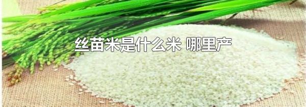 丝苗米是什么米 哪里产