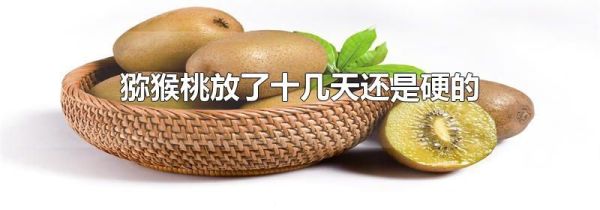 猕猴桃放了十几天还是硬的