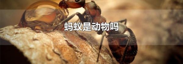 蚂蚁是动物吗