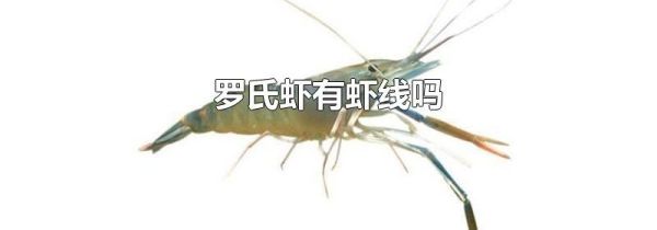 罗氏虾有虾线吗