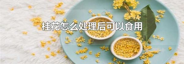 桂花怎么处理后可以食用