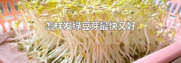 怎样发绿豆芽最快又好