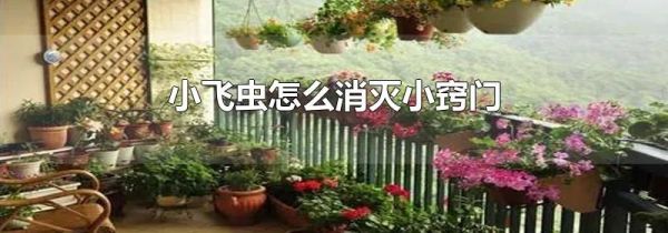 小飞虫怎么消灭小窍门