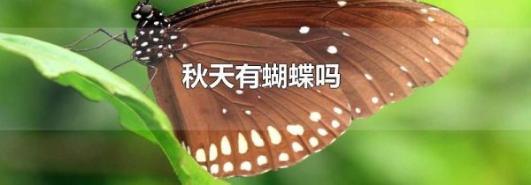 秋天有蝴蝶吗