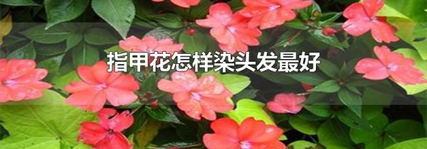指甲花怎样染头发最好