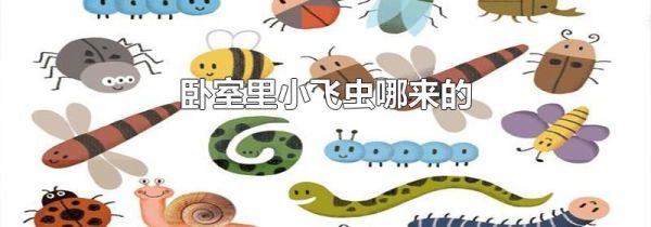 卧室里小飞虫哪来的