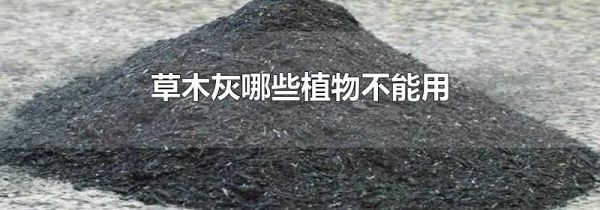 草木灰哪些植物不能用