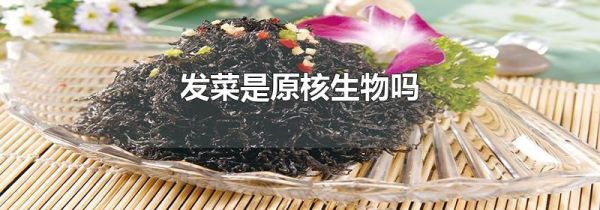 发菜是原核生物吗