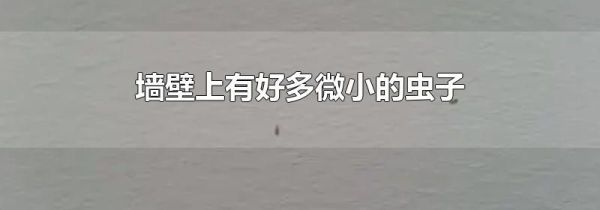 墙壁上有好多微小的虫子