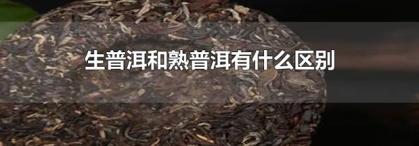 生普洱和熟普洱有什么区别