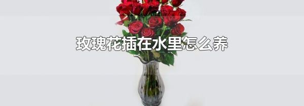 玫瑰花插在水里怎么养