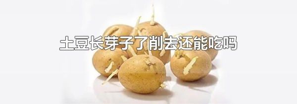 土豆长芽子了削去还能吃吗