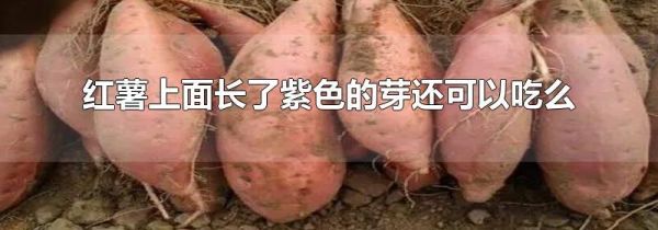 红薯上面长了紫色的芽还可以吃么