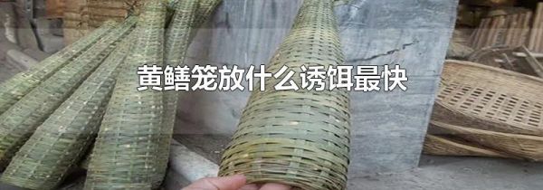 黄鳝笼放什么诱饵最快