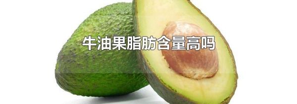 牛油果脂肪含量高吗