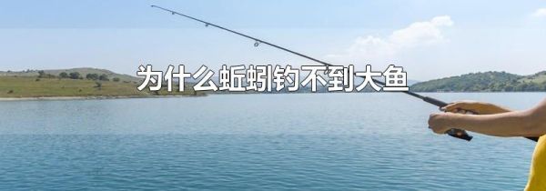 为什么蚯蚓钓不到大鱼