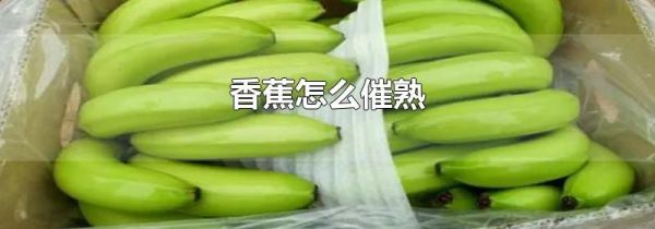 香蕉怎么催熟