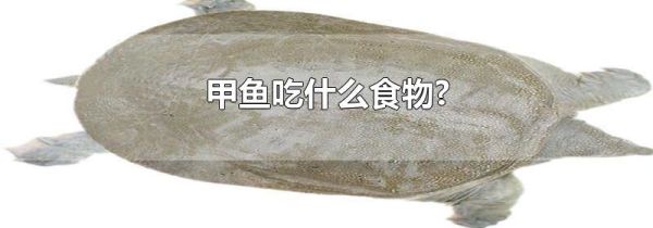 甲鱼吃什么食物?