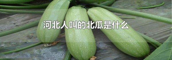 河北人叫的北瓜是什么