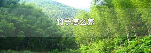 竹子怎么养