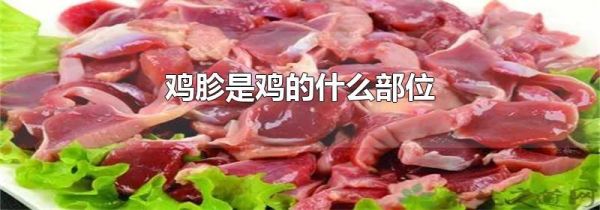 鸡胗是鸡的什么部位