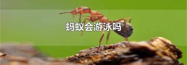 蚂蚁会游泳吗