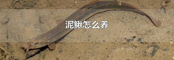泥鳅怎么养