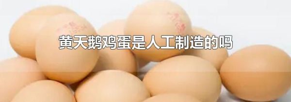 黄天鹅鸡蛋是人工制造的吗