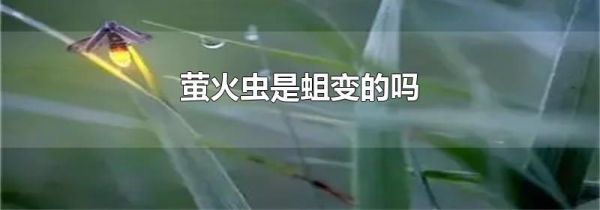 萤火虫是蛆变的吗