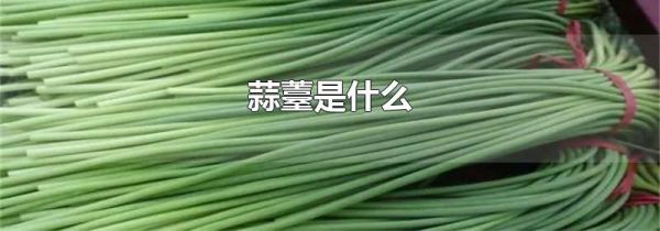 蒜薹是什么