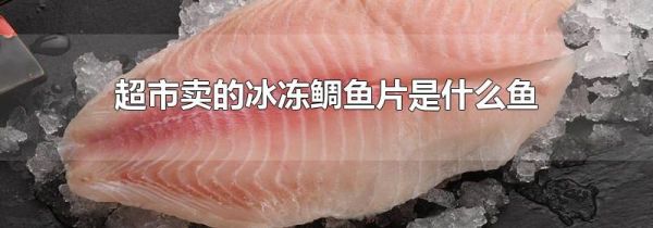 超市卖的冰冻鲷鱼片是什么鱼