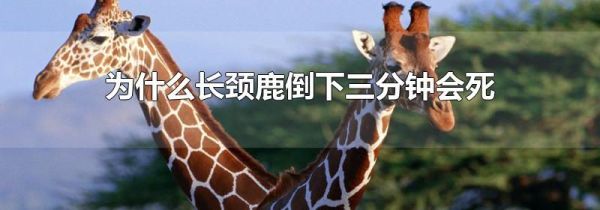 为什么长颈鹿倒下三分钟会死