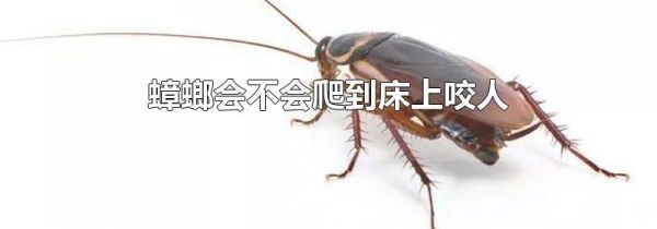 蟑螂会不会爬到床上咬人