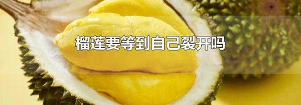 榴莲要等到自己裂开吗
