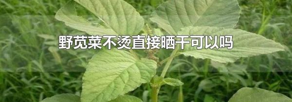 野苋菜不烫直接晒干可以吗