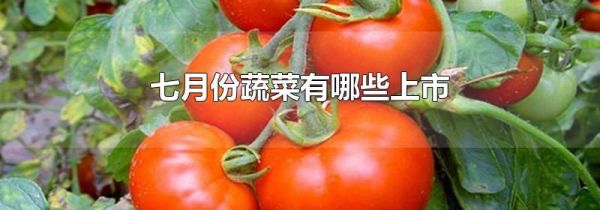 七月份蔬菜有哪些上市