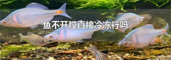 鱼不开膛直接冷冻行吗