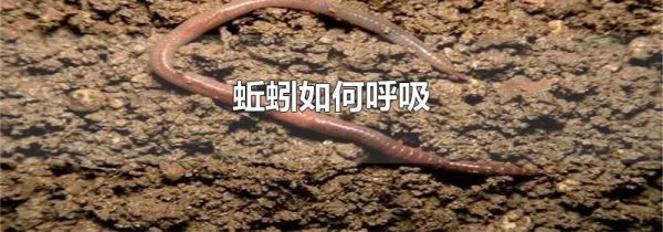 蚯蚓如何呼吸