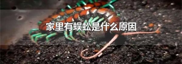 家里有蜈蚣是什么原因