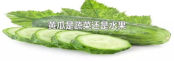 黄瓜是蔬菜还是水果