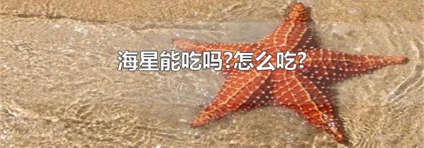 海星能吃吗?怎么吃?